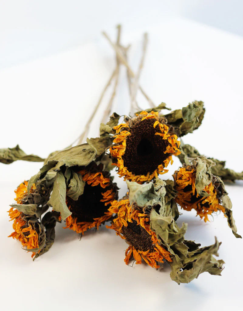 Dried Sunflowers - Yellow Bunch, 5 Stems, 60 cm - Image 2