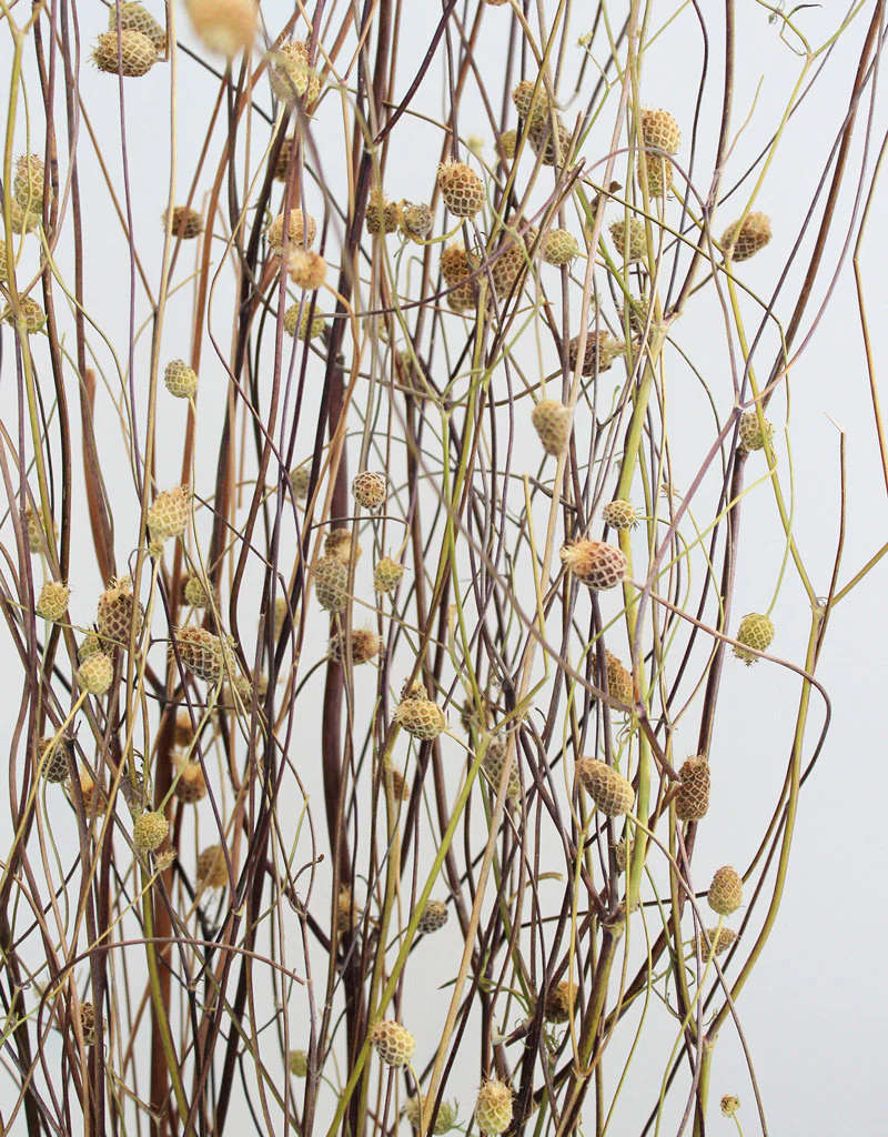 Dried Sweet Scabiosa - Natural Bunch, 65 cm - Image 2