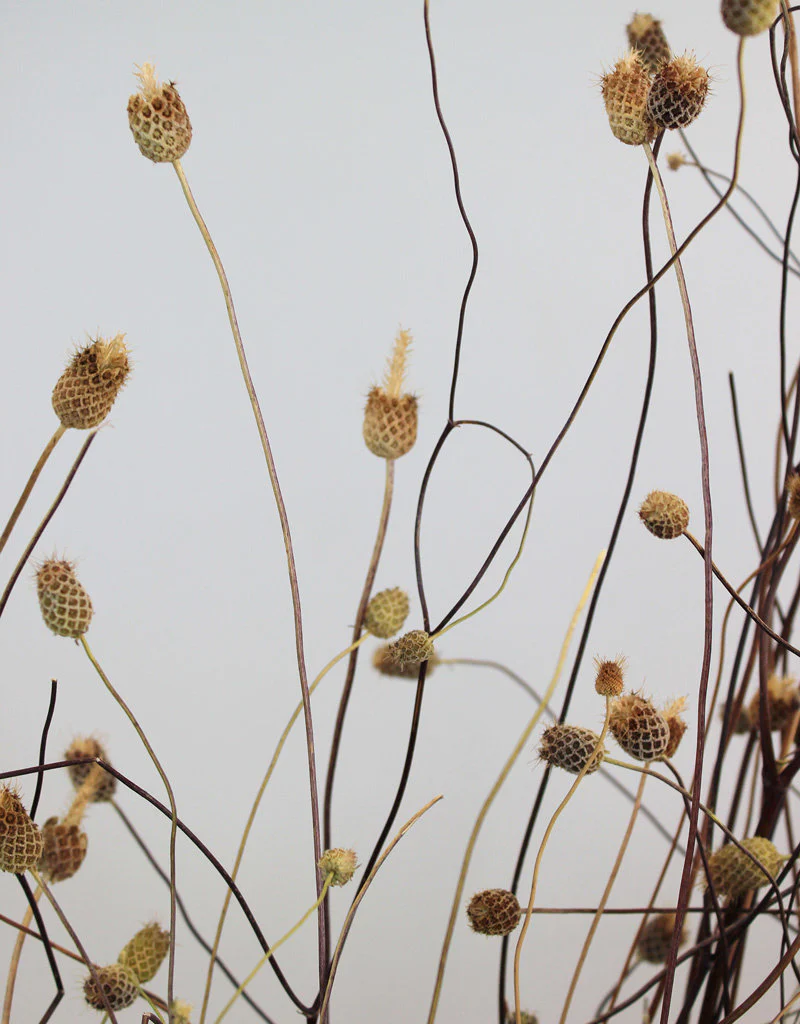 Dried Sweet Scabiosa - Natural Bunch, 65 cm - Image 3