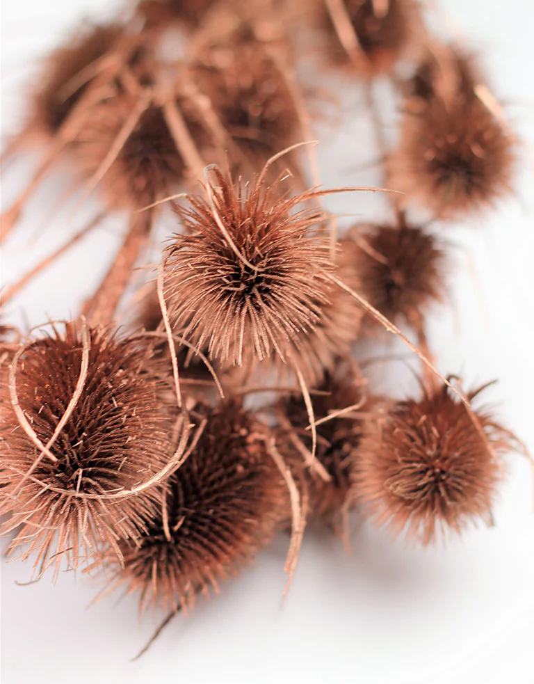 Dried Thistle - Copper Bunch, 50 cm - Image 2