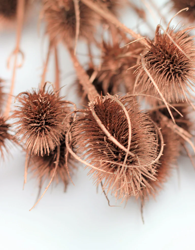Dried Thistle - Copper Bunch, 50 cm - Image 3