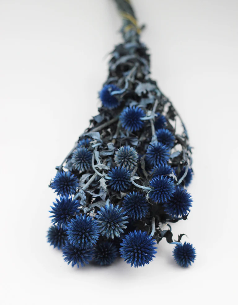 Preserved Thistle Echinops - Blue Bunch, 60 cm - Image 2