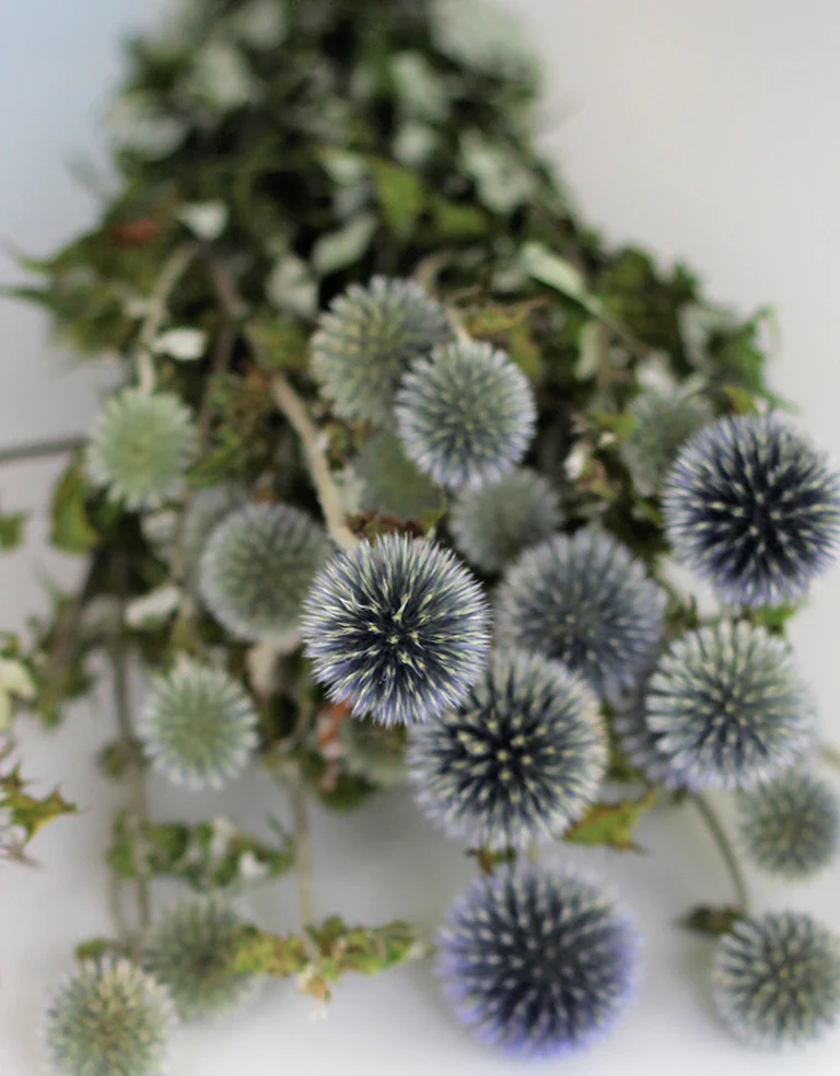 Dried Thistle Echinops Flowers - Globe Thistle, Blue Bunch, 70 cm - Image 3