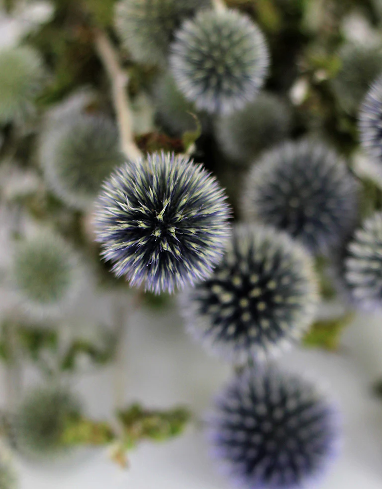 Dried Thistle Echinops Flowers - Globe Thistle, Blue Bunch, 70 cm - Image 4