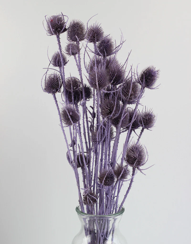 Dried Cardistella Thistle - Lilac Bunch, 60 cm - Image 4
