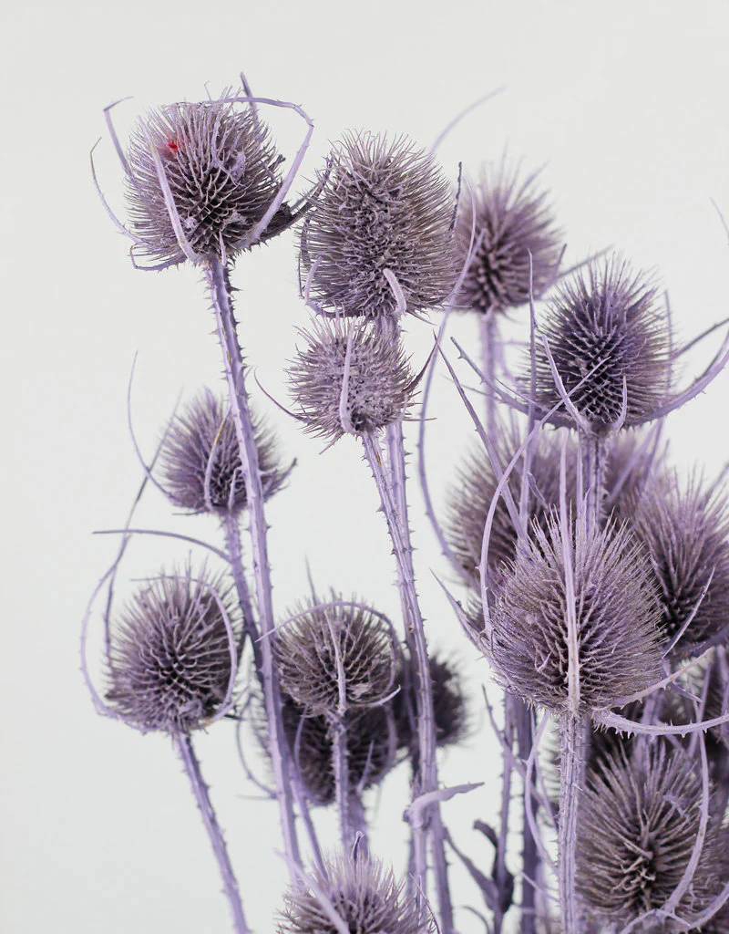 Dried Cardistella Thistle - Lilac Bunch, 60 cm - Image 5