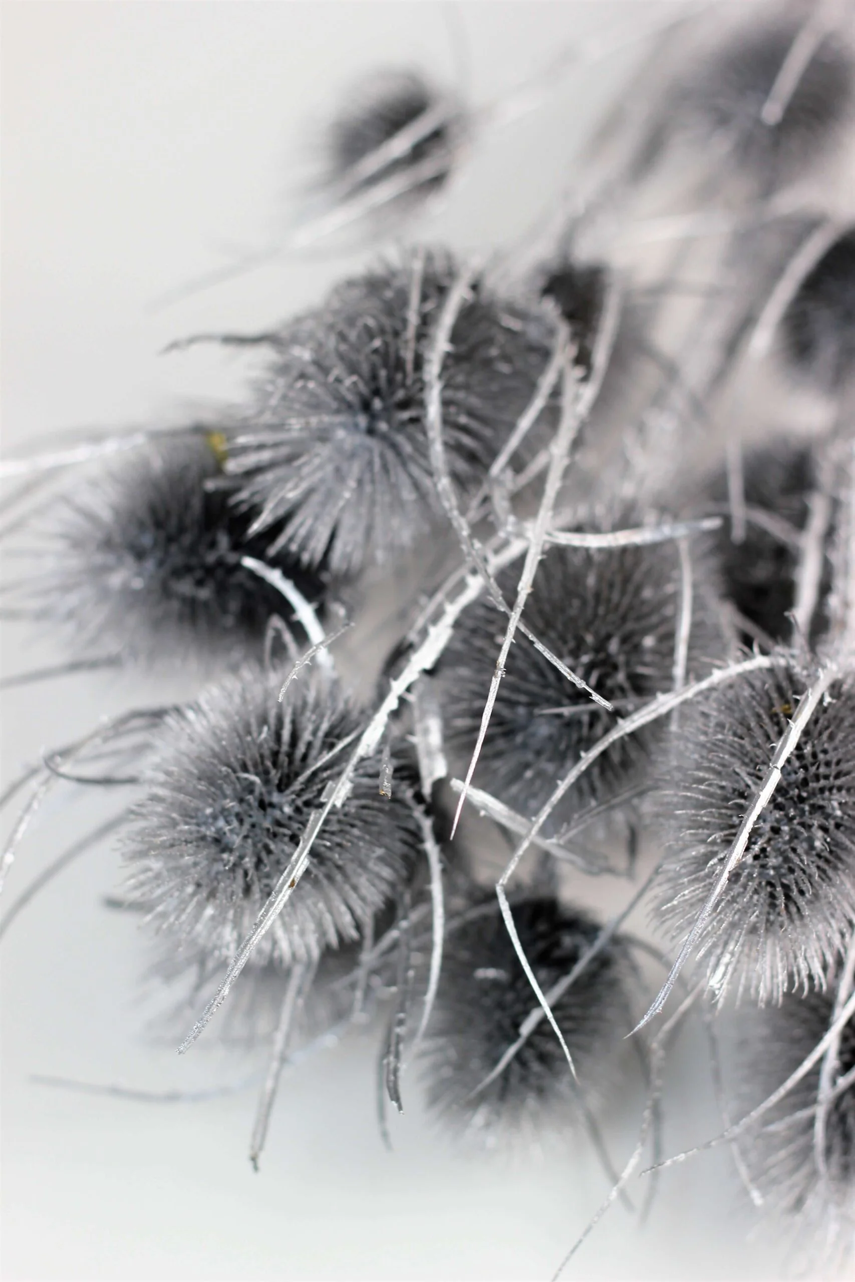 Dried Thistle - Silver Bunch, 60 cm - Image 2