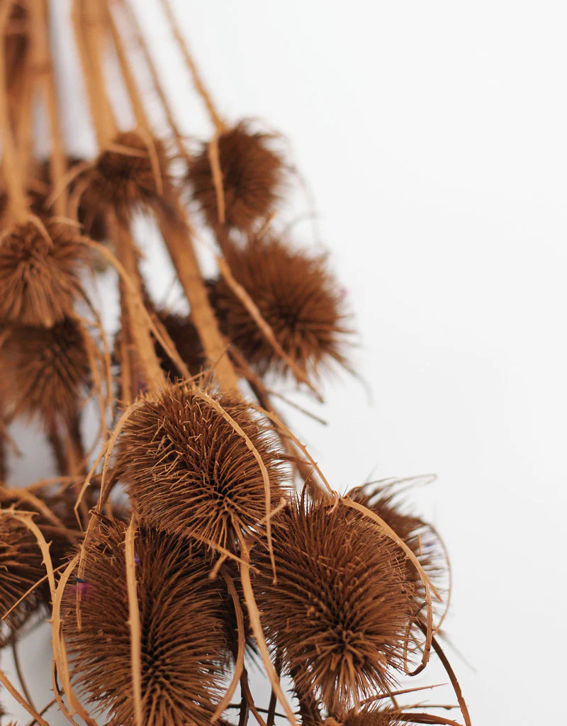 Dried Thistle - Terracotta Bunch, 60 cm - Image 2