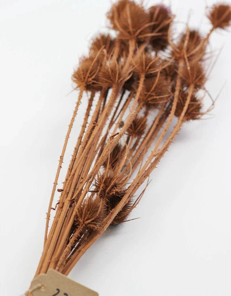 Dried Thistle - Terracotta Bunch, 60 cm - Image 3