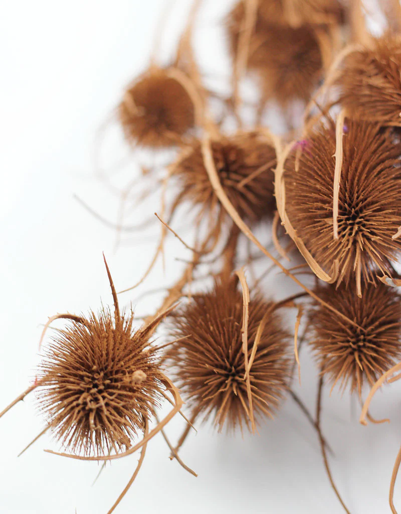 Dried Thistle - Terracotta Bunch, 60 cm - Image 4