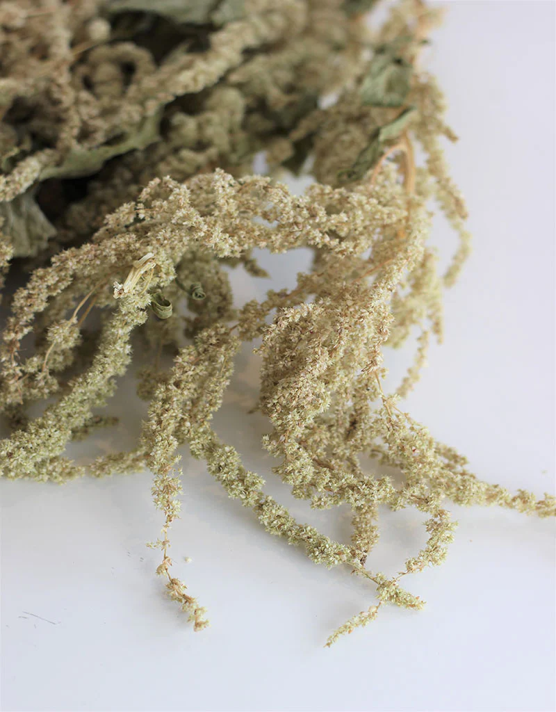 Dried trailing Amaranthus - Green Bunch, 150 grams, 70 cm - Image 3