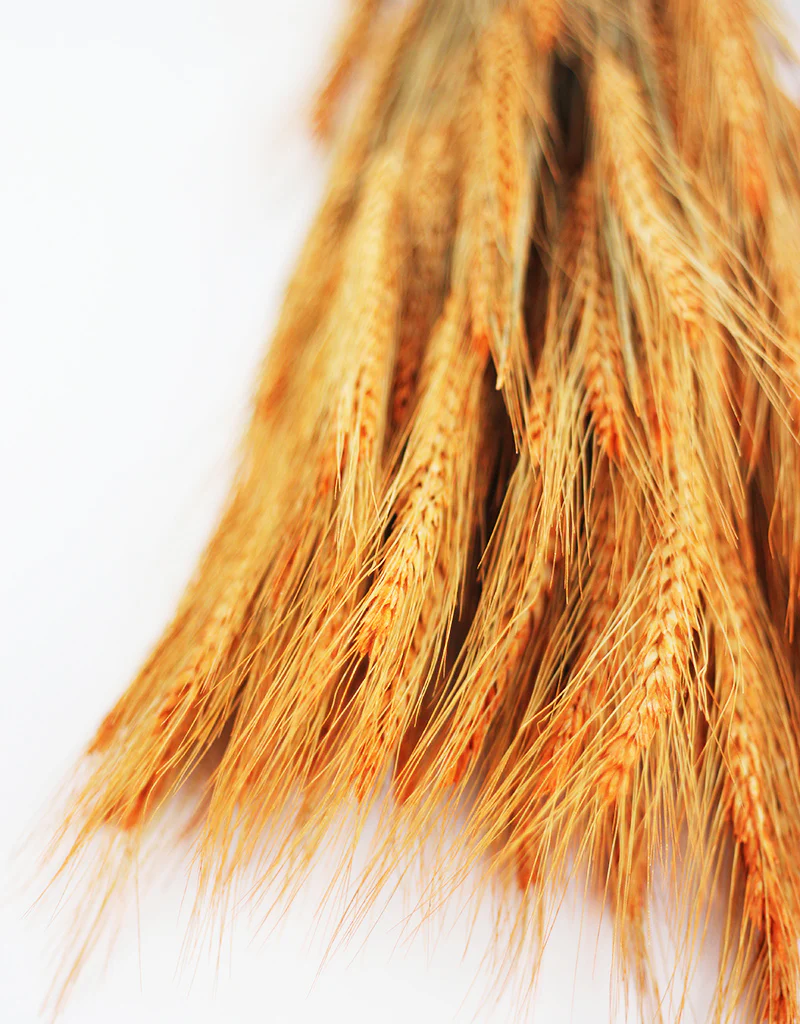 Dried Triticale Frosted Orange Flowers bunch - 200 grams, 70cm - Image 2