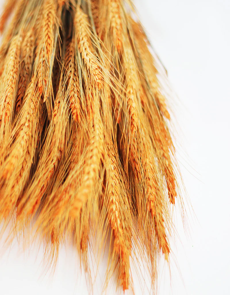 Dried Triticale Frosted Orange Flowers bunch - 200 grams, 70cm - Image 3