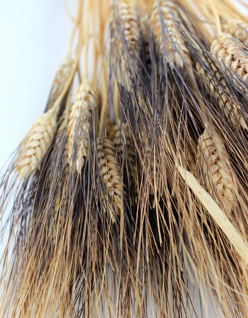 Dried Triticum (Wheat) - Blackbeard Bunch, 70 cm - Image 2