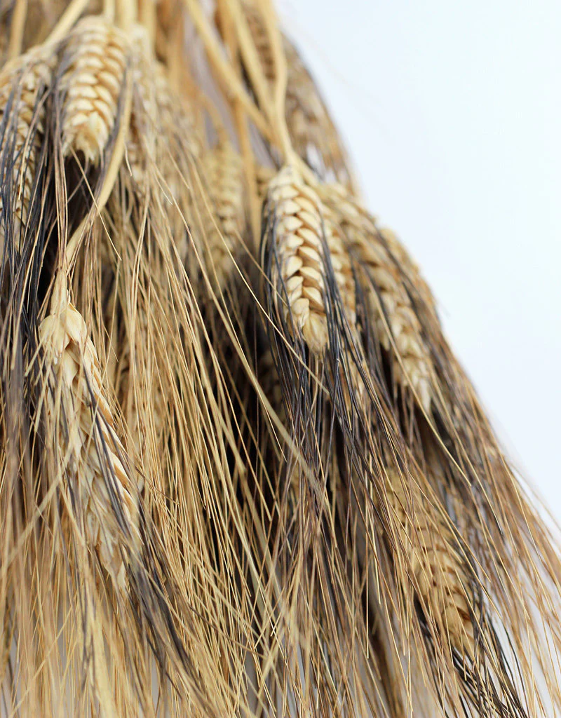 Dried Triticum (Wheat) - Blackbeard Bunch, 70 cm - Image 3