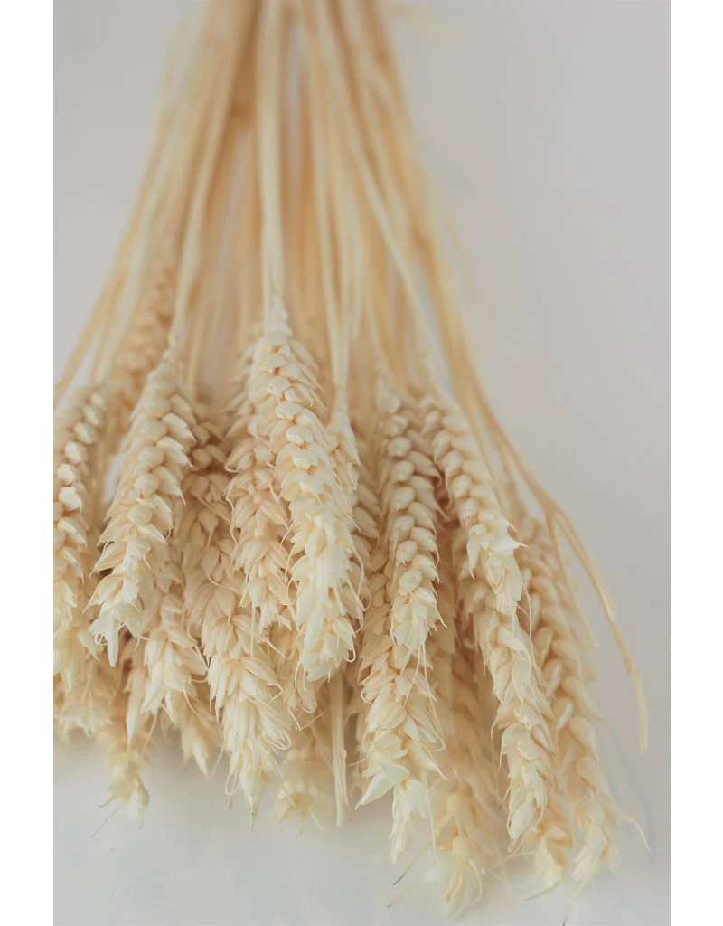 Dried Triticum (Wheat) - Bleached Bunch, 100 grams, 70 cm - Image 2