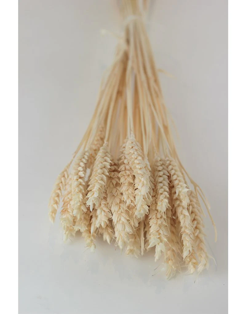 Dried Triticum (Wheat) - Bleached Bunch, 100 grams, 70 cm - Image 3