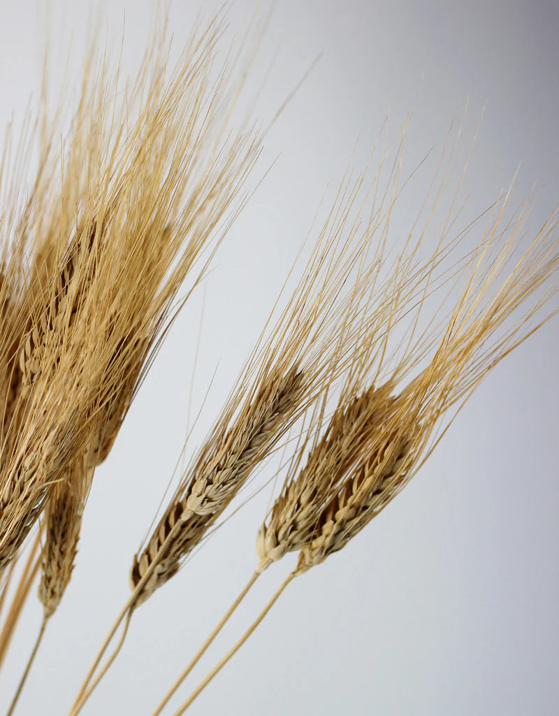 Dried Triticum (Wheat) - Blond Beard Bunch Poly, 80 cm - Image 2