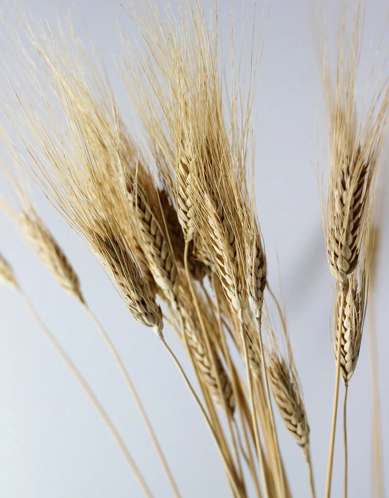 Dried Triticum (Wheat) - Blond Beard Bunch Poly, 80 cm - Image 3