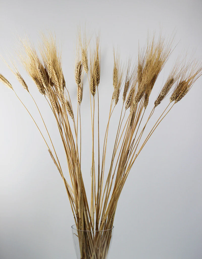 Dried Triticum (Wheat) - Blond Beard Bunch Poly, 80 cm - Image 4