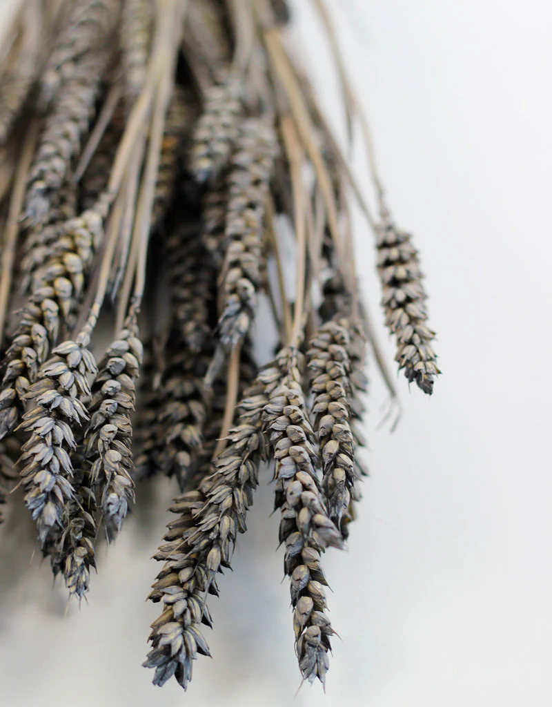 Dried Triticum (Wheat) - Frosted Grey Bunch Poly, 60 cm - Image 2