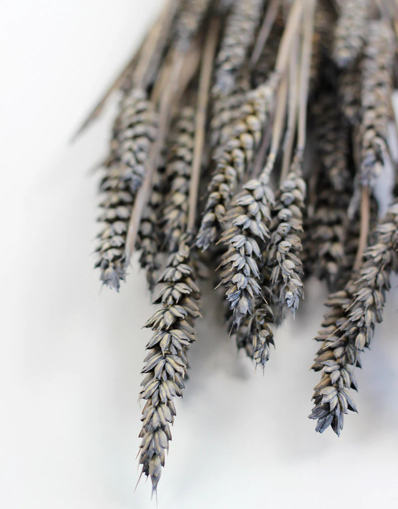 Dried Triticum (Wheat) - Frosted Grey Bunch Poly, 60 cm - Image 3