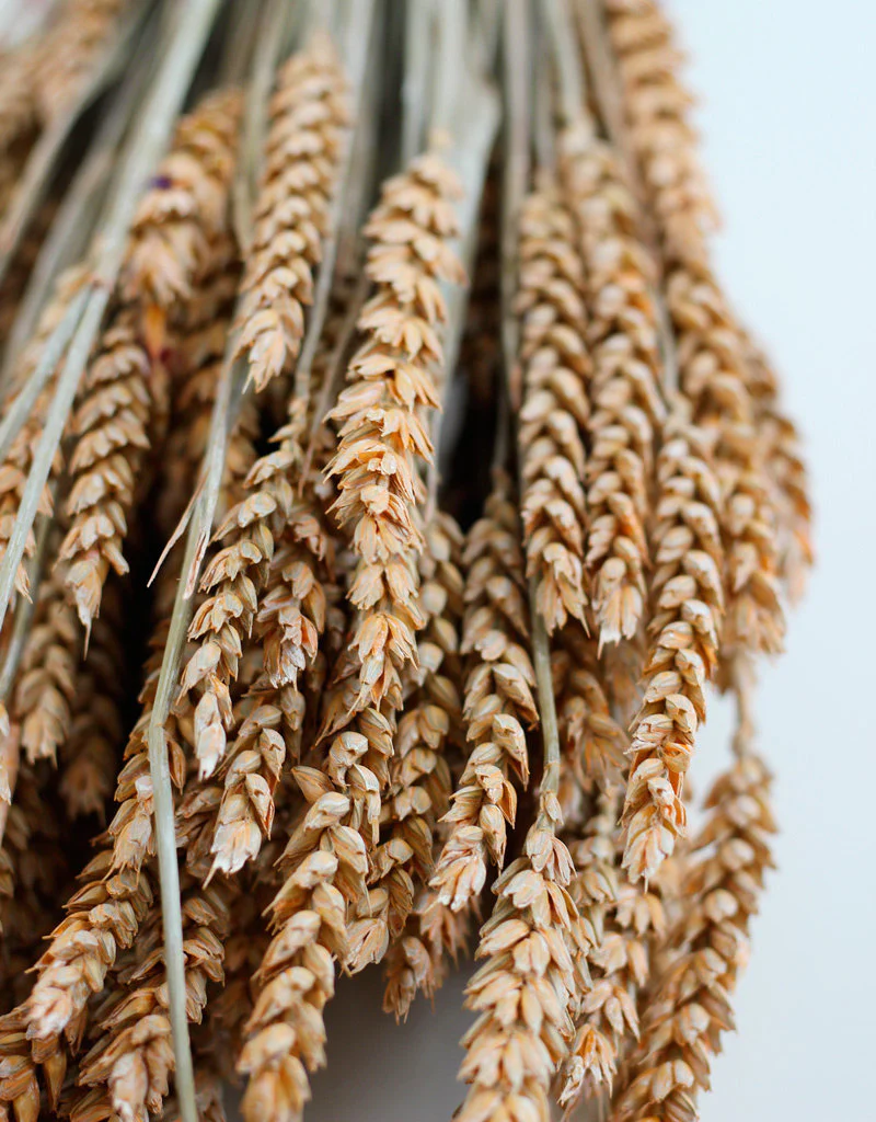 Dried Triticum (Wheat) - Frosted Salmon Bunch Poly, 70 cm - Image 3