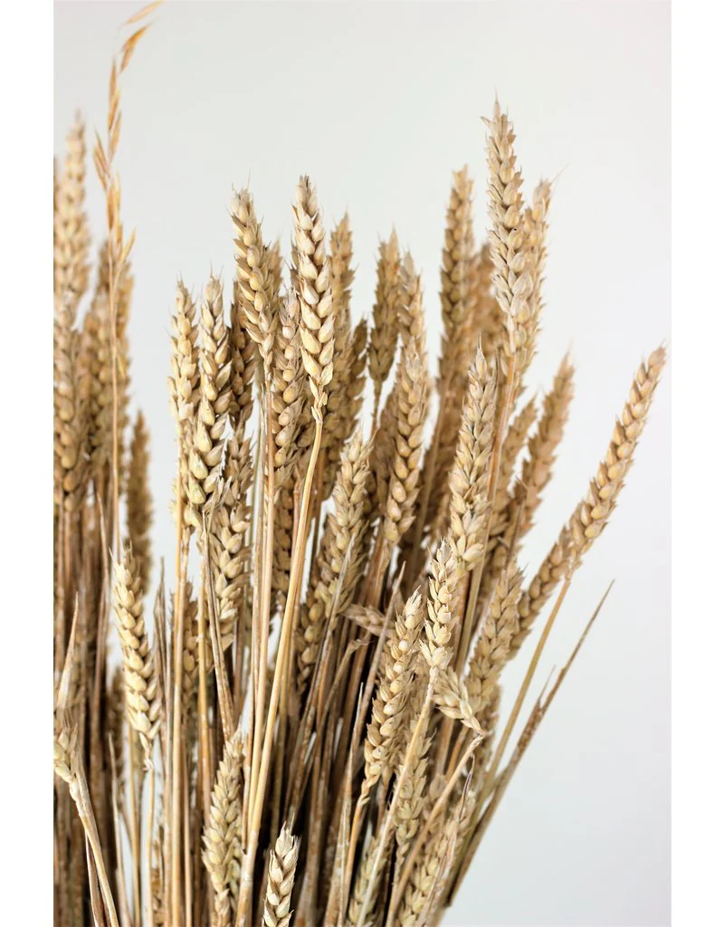 Dried Triticum (Wheat) - Frosted White Bunch, 70 cm - Image 3