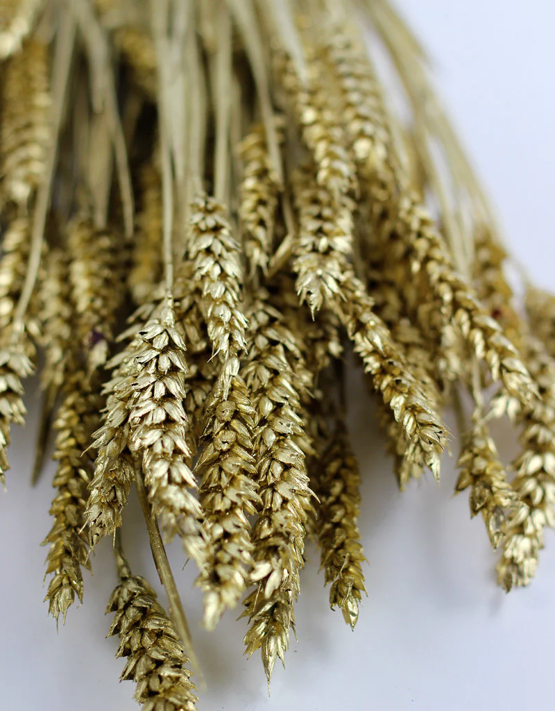 Dried Triticum (Wheat) - Gold Bunch, 70 cm - Image 2