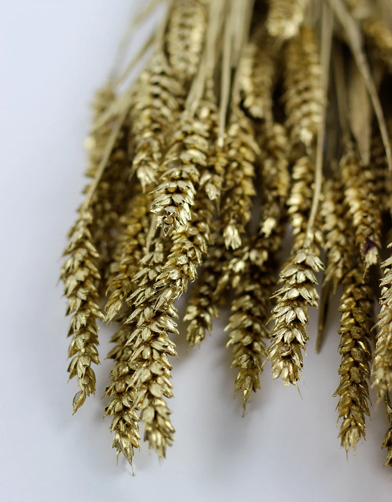 Dried Triticum (Wheat) - Gold Bunch, 70 cm - Image 3