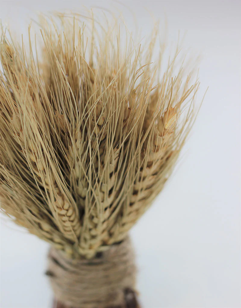 Dried Triticum Twig Sheaf  - Natural, 20 cm - Image 2