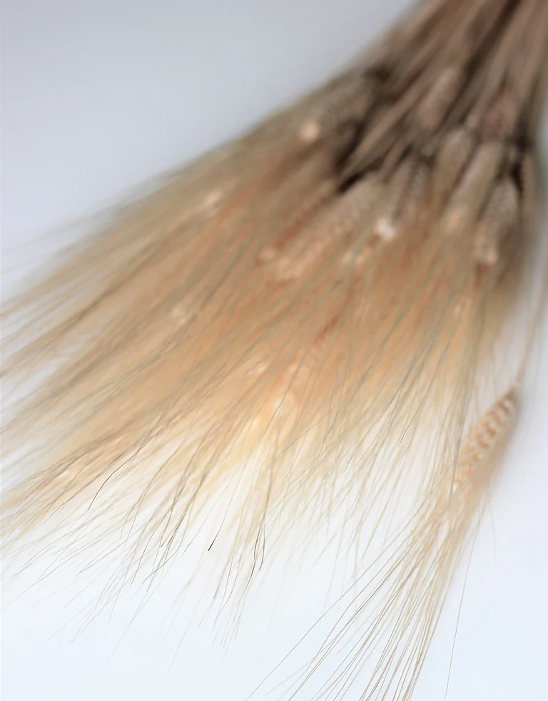 Dried Triticum (Wheat) - Bleached Beard Bunch, 80 cm - Image 2