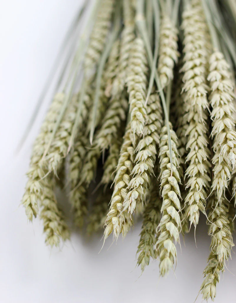 Dried Triticum (Wheat) - Natural Bunch, 60 cm - Image 3