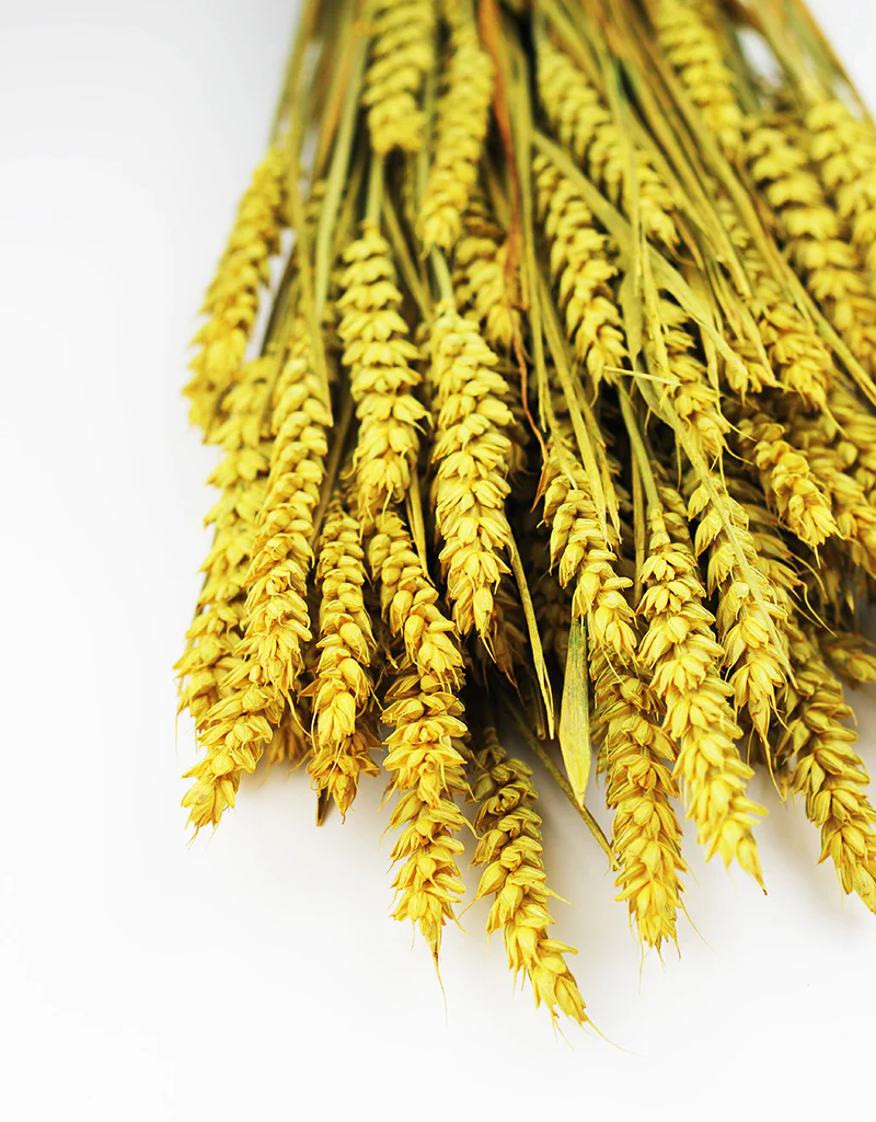 Dried Triticum (Wheat) -Yellow Bunch, 60 cm - Image 2