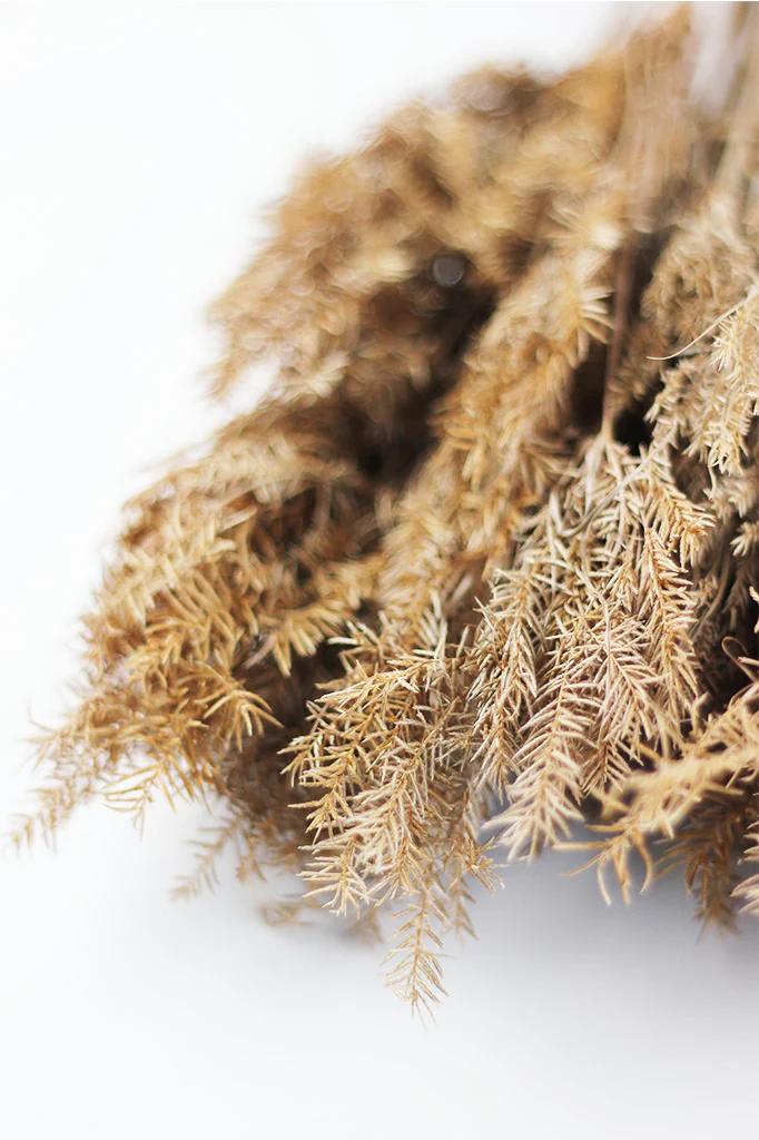 Dried Umbrella Fern - Natural bunch, 60 cm - Image 2