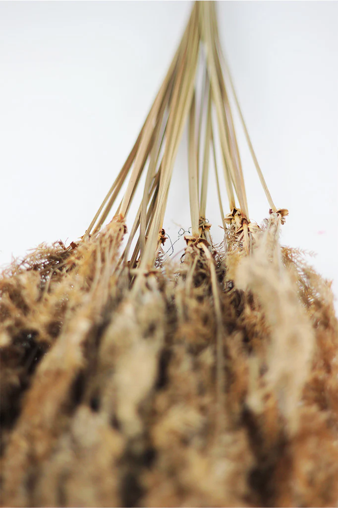 Dried Umbrella Fern - Natural bunch, 60 cm - Image 4