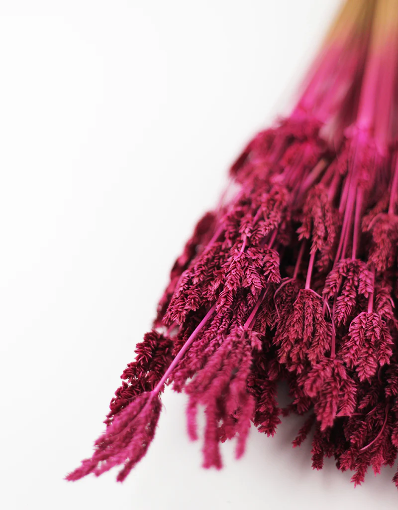 Dried Umbrella Sedge Bunch - Cerise Pink, 55 cm - Image 2