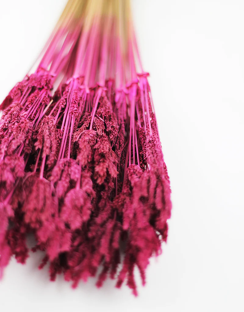 Dried Umbrella Sedge Bunch - Cerise Pink, 55 cm - Image 3
