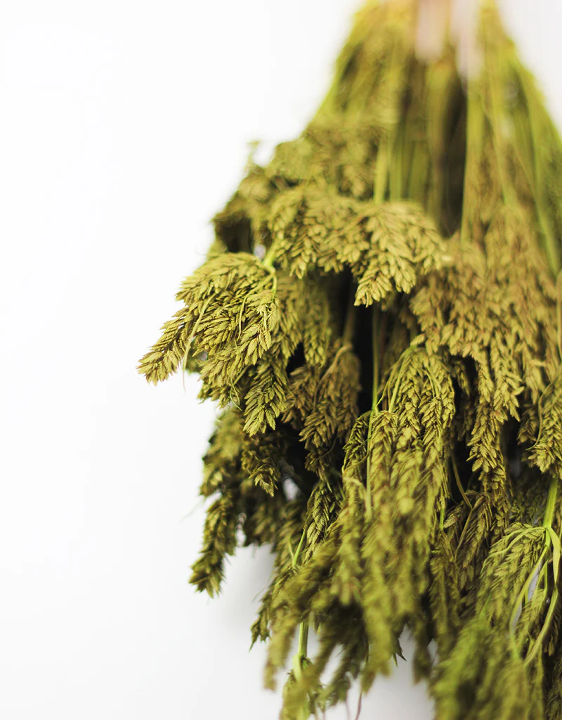 Dried Umbrella Sedge Bunch - Green, 55 cm - Image 2