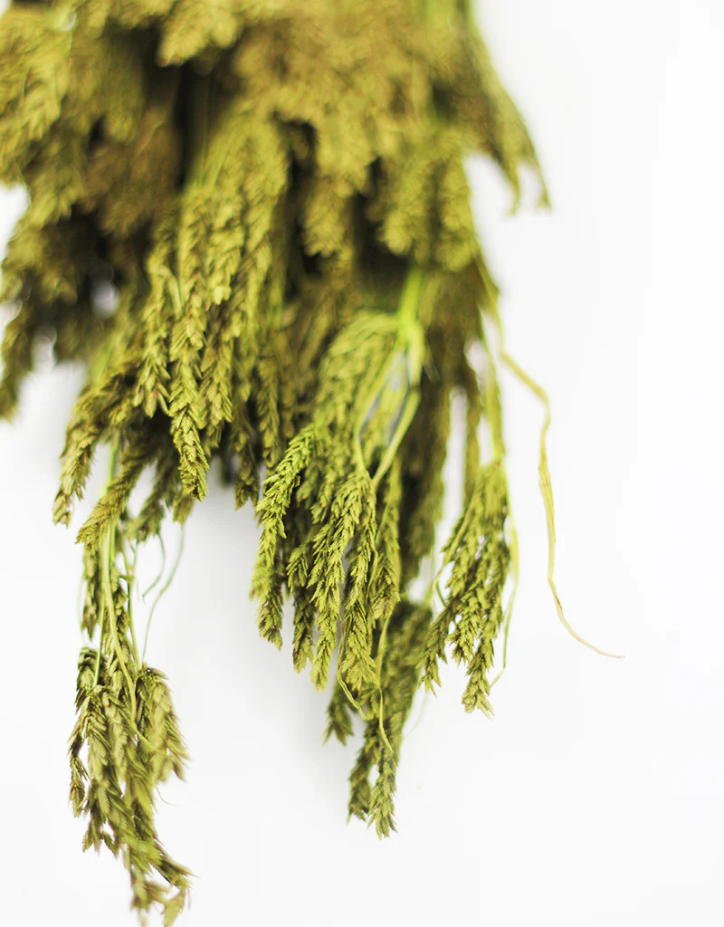 Dried Umbrella Sedge Bunch - Green, 55 cm - Image 3