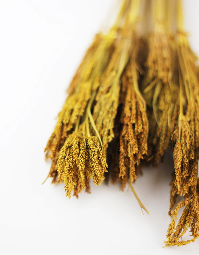 Dried Umbrella Sedge Bunch - Ochre Yellow, 55 cm - Image 2