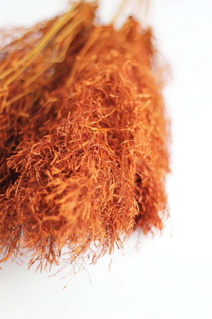 Dried Umbrella Sedge Bunch - Orange, 60 cm - Image 2