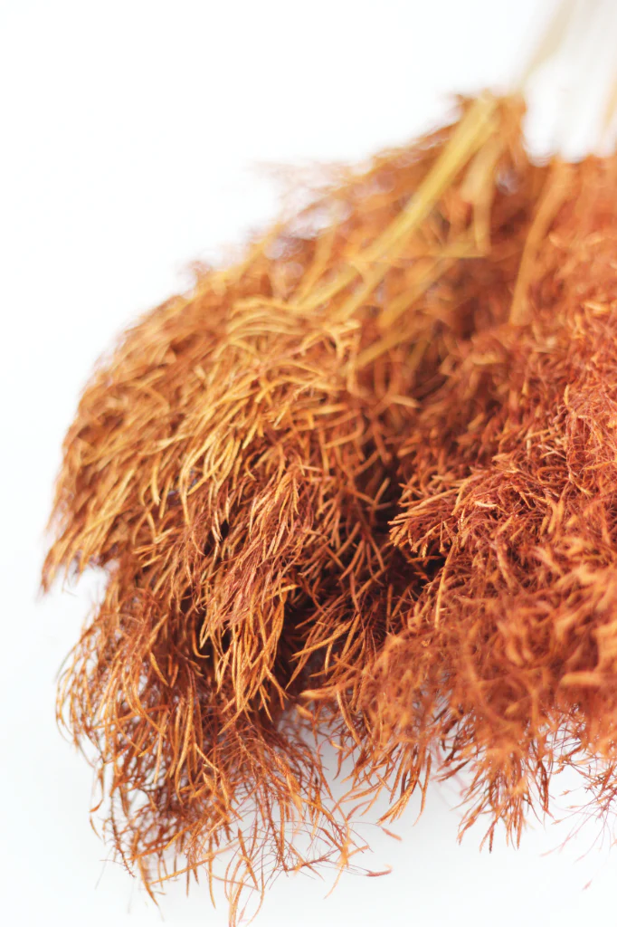 Dried Umbrella Sedge Bunch - Orange, 60 cm - Image 3