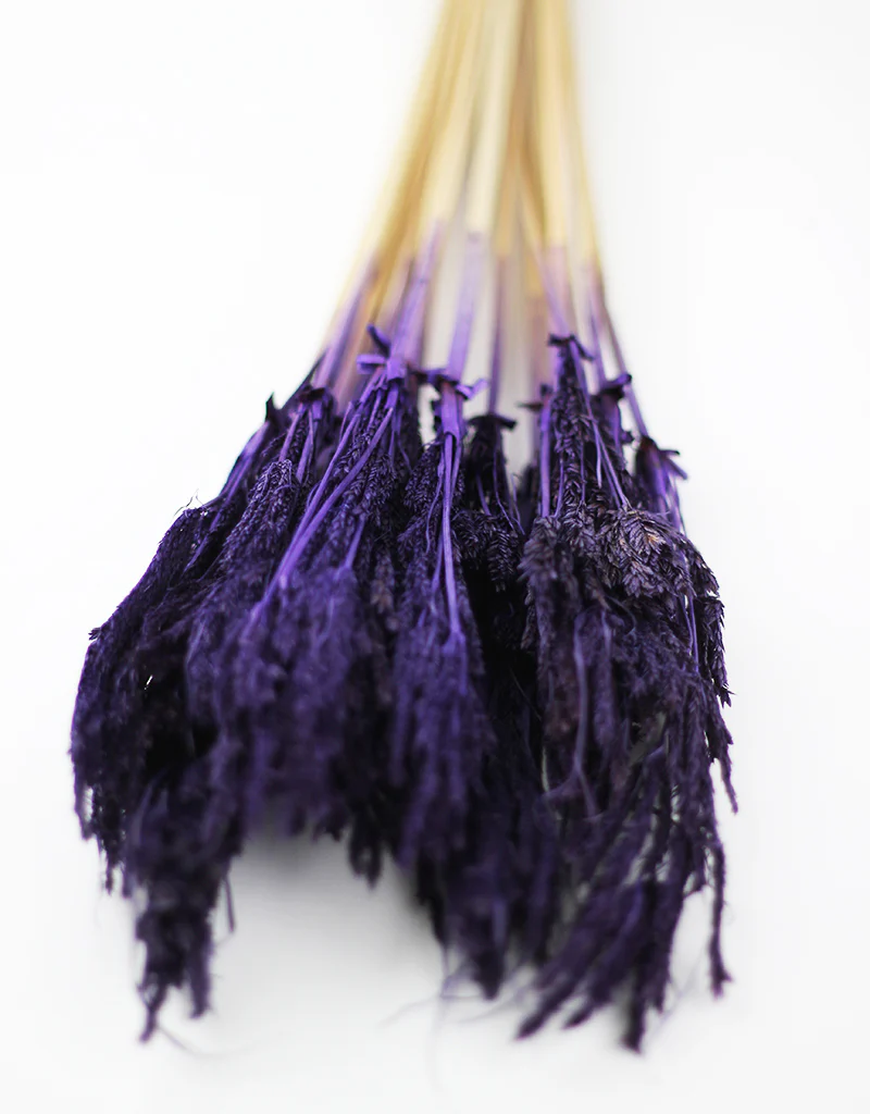 Dried Umbrella Sedge Bunch - Purple, 55 cm - Image 3