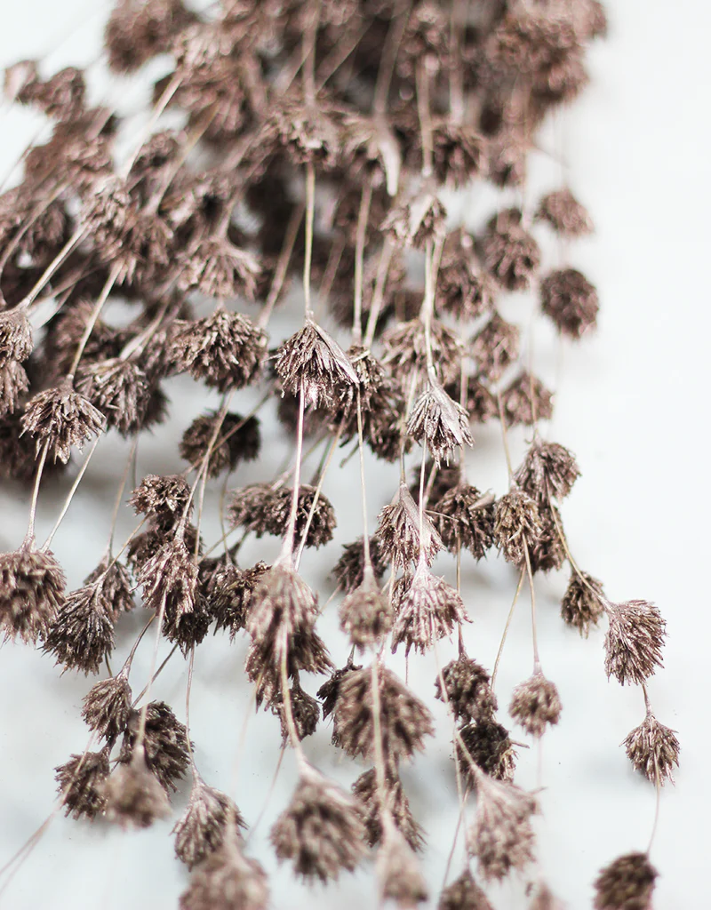 Dried Weeping Bamboo bunch - Champagne, 60cm - Image 3