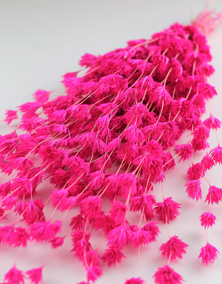 Dried Weeping Bamboo - Cerise Pink Bunch, 60 cm - Image 2