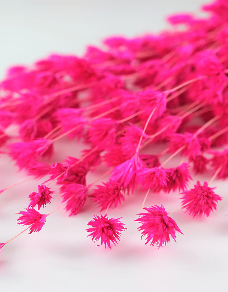 Dried Weeping Bamboo - Cerise Pink Bunch, 60 cm - Image 3
