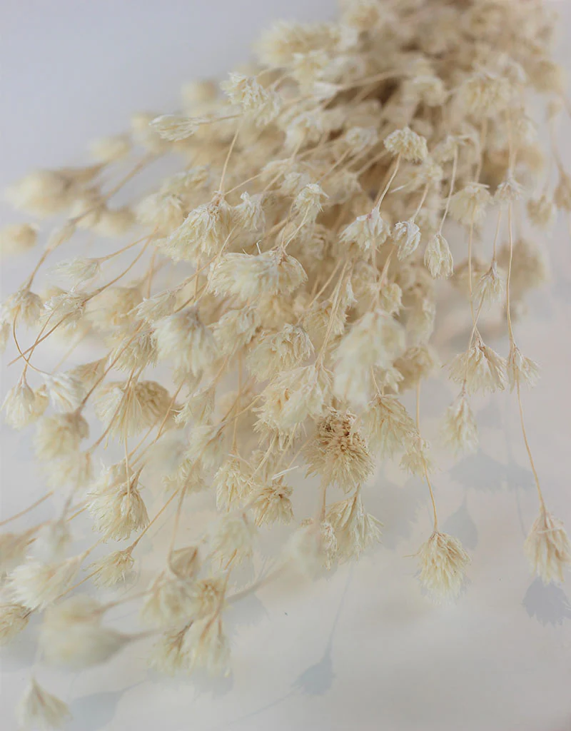 Dried Weeping Bamboo - Bleached Bunch, 45 cm - Image 2