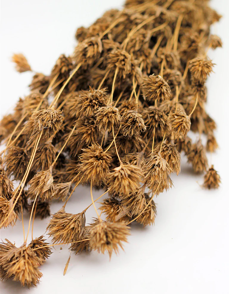 Dried Weeping Bamboo - Natural Bunch, 50 cm - Image 3