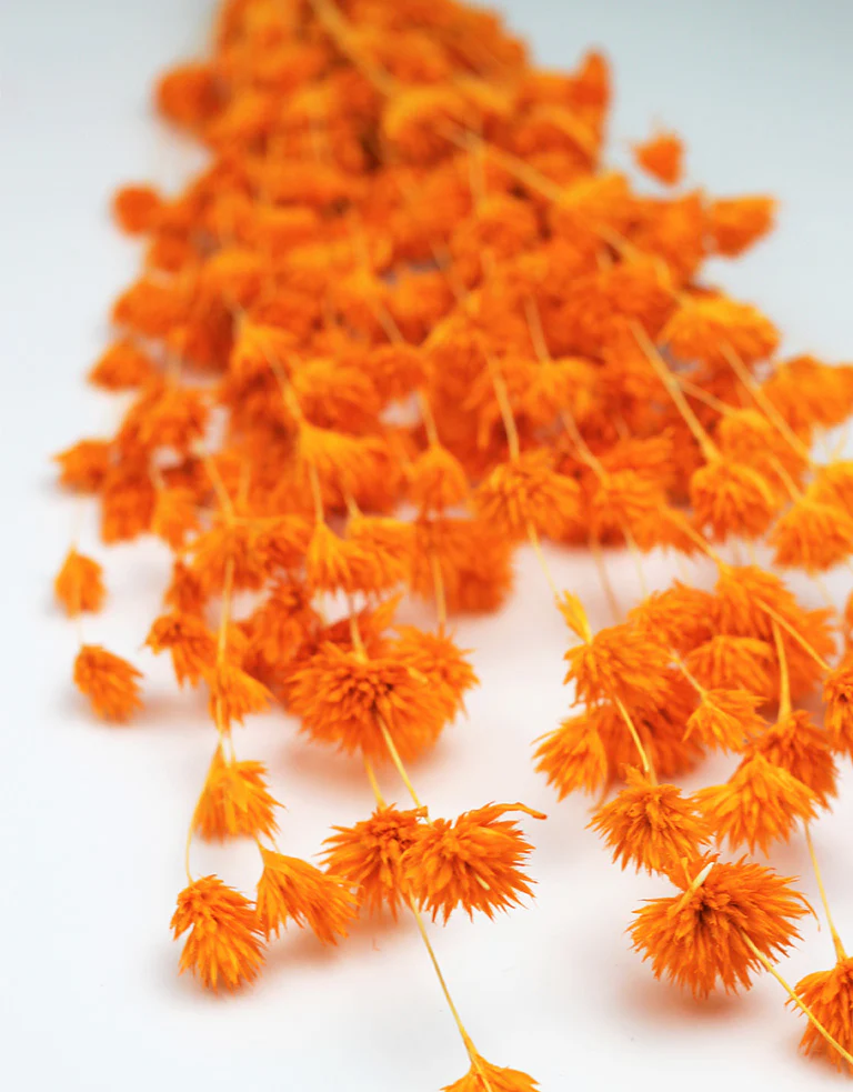 Dried Weeping Bamboo - Orange Bunch, 55 cm - Image 2